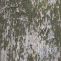 green grunge painted wood texture image