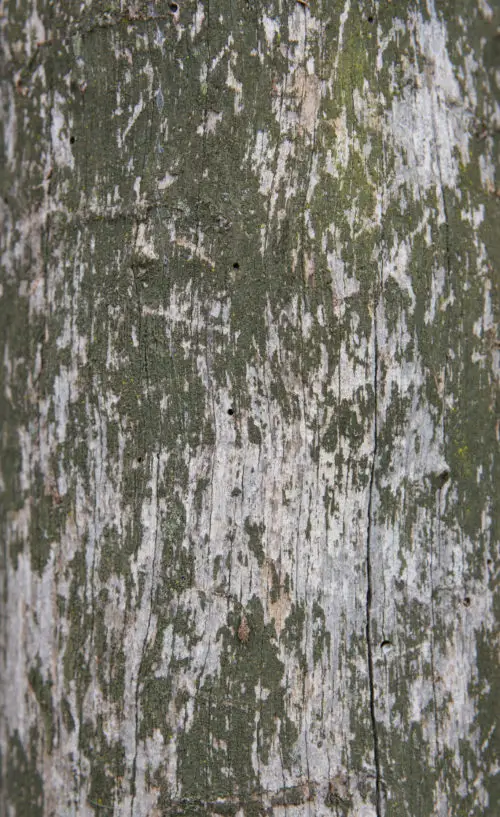 green grunge painted wood texture image