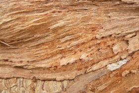 Three great fresh rough cut or chopped wood textures