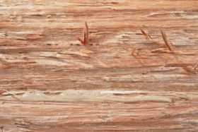 Three images of a cut log for wooden textures or wood backgrounds