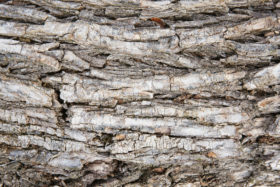 another great tree bark background texture