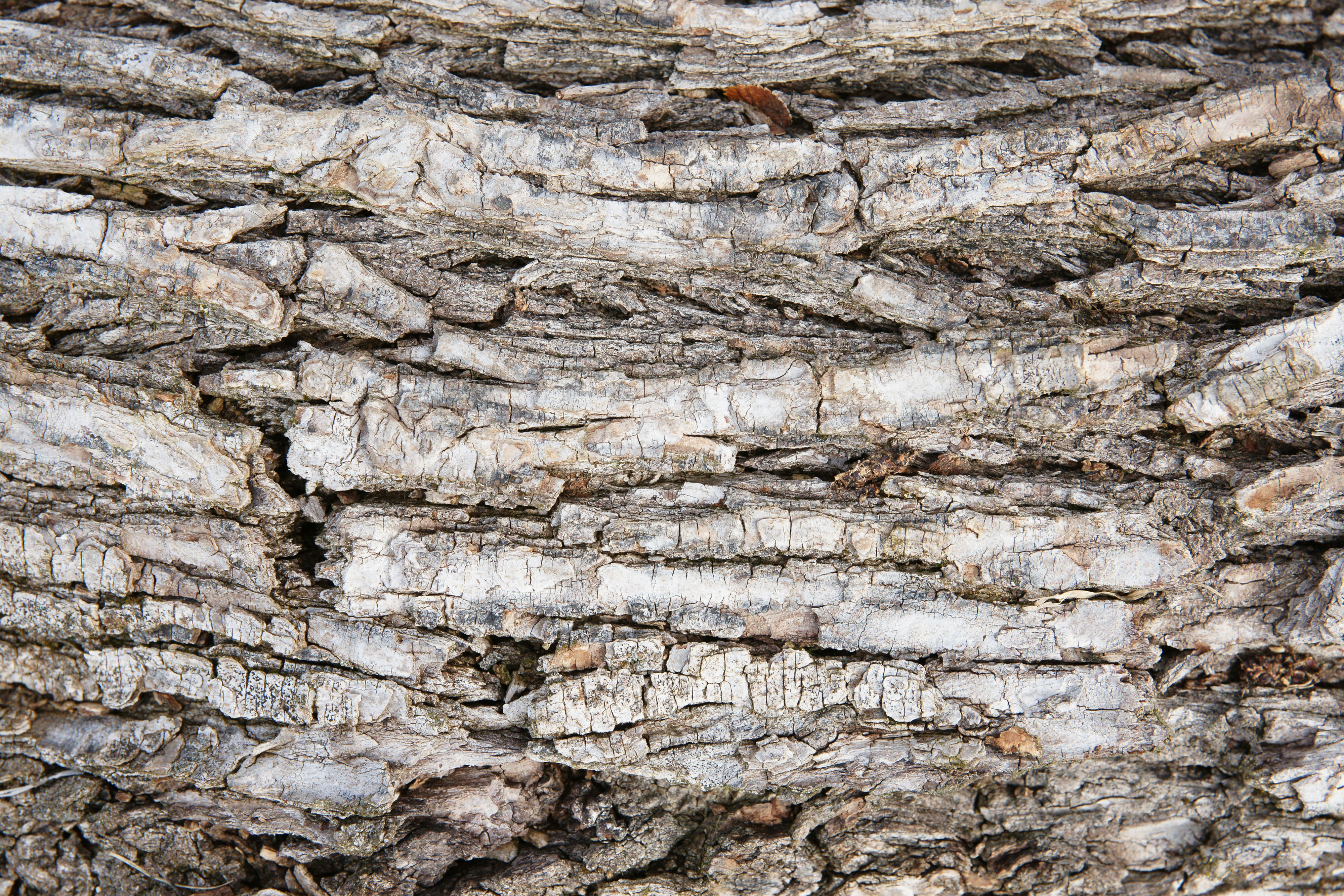 Tree Bark Texture: Background Images & Pictures