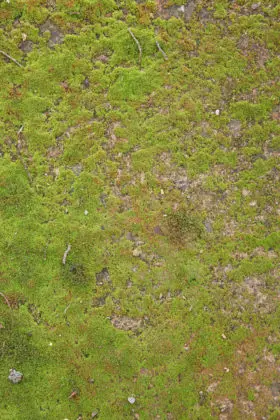 Grass and ground background