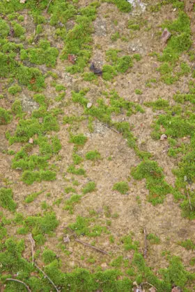 large grass and ground texture image