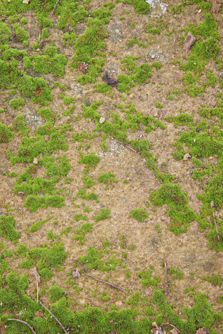 grass and ground texture