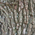 rough tree bark wood free texture