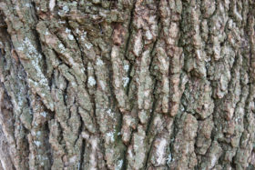 really rough tree bark wood free texture