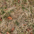 dry grass and leaves background texture