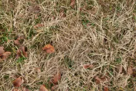 Dry grass and leaves background texture