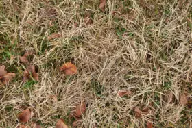 dry grass and leaves background texture