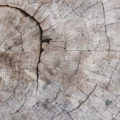 tree stump cut wood texture