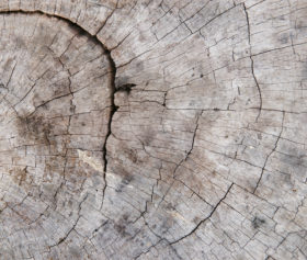 old cracked tree stump cut wood texture