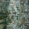 green tree bark texture