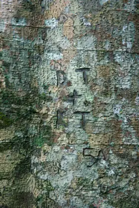 green tree bark texture with carved initials