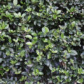 hedge plant background texture