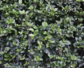 nice green hedge plant background texture