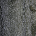 tree bark background texture