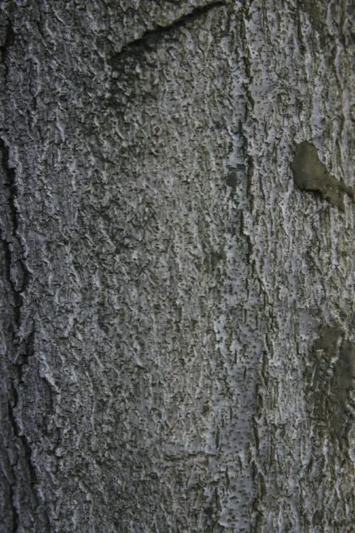 tree bark background texture