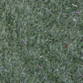 grass background texture