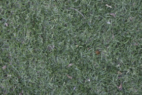 grass background texture