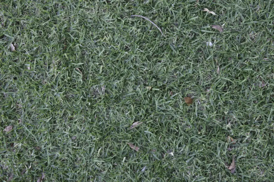 lawn or grass background texture