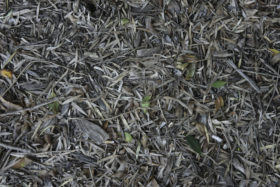 old dry leaves background texture