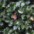 closeup of leafy green hedge plants