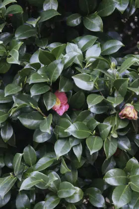 a closeup of leafy green hedge plant background image