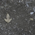 the ground - dirt with a bit of grass and stones