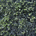 leafy green hedge background texture