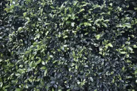 a leafy green background texture