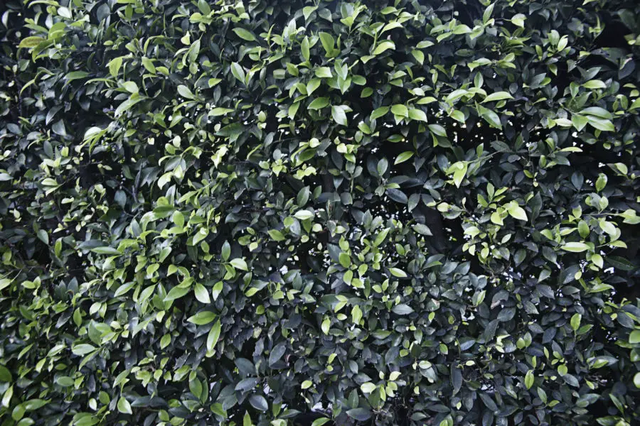 leafy green hedge background texture