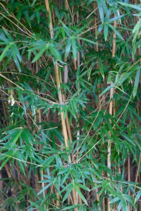 leafy bamboo background texture