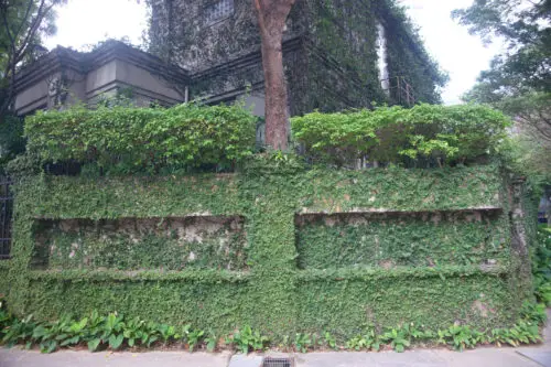 another moss wall in singapore background texture