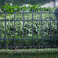 hedge plants through iron fence background texture