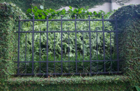 hedge plants through an iron fence background