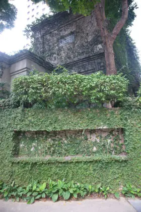 moss / plant covered wall in singapore background texture