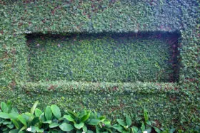 a moss wall background texture