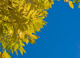 golden autumn leaves and a blue sky photo