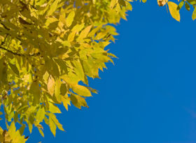 golden autumn leaves make a great frame on this blue sky