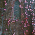 vines on church wall