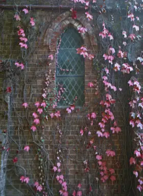 red leaves and vines on the church wall