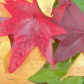 colourful autumn leaves