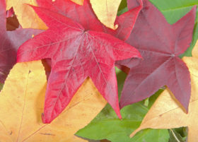 Background image of some colourful autumn or fall leaves