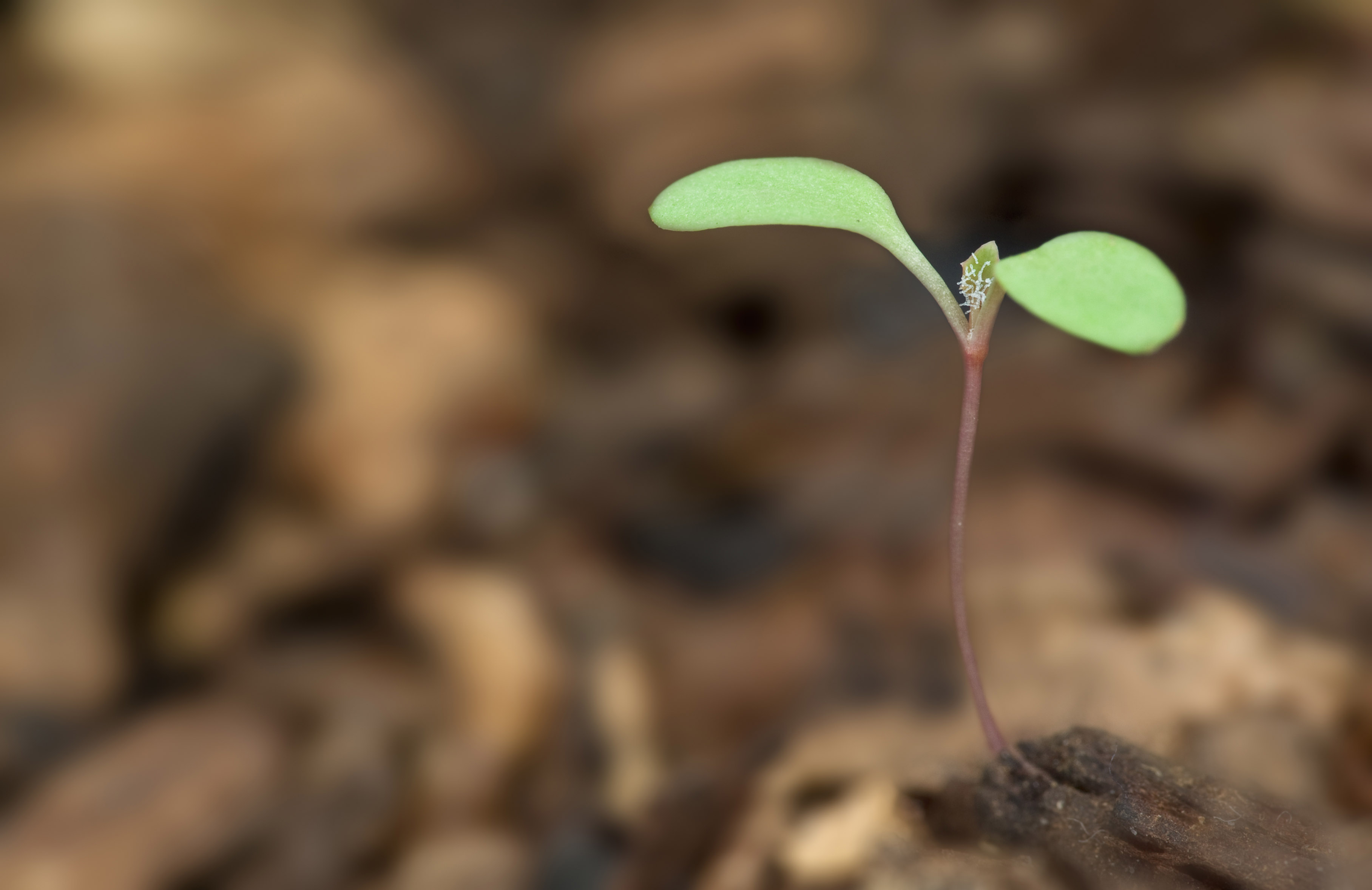 A little plant growing in the soil