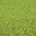 great image of a lush green grass background