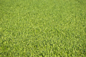great image of a lush green grass background