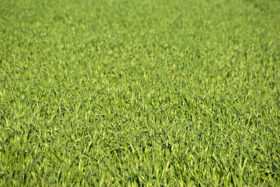 Lush green grass texture