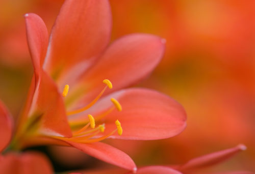 great image of red orange clivea flower with tiny dof