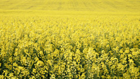 canola plants on the farm background image